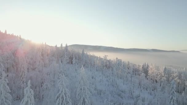 雪に覆われた木々の森と山の中で晴れた冬の日の美しい風景の上の空中ビュー — ストック動画