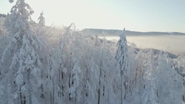 山の中で美しい日の出 雪に覆われた木々の森と晴れた冬の日の美しい風景の上の空中ビュー — ストック動画