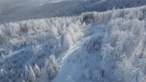 冬のおとぎ話の風景の中で息をのむような雪に覆われた松林を歩くスキーツアー客の息をのむような空中ビュー — ストック動画