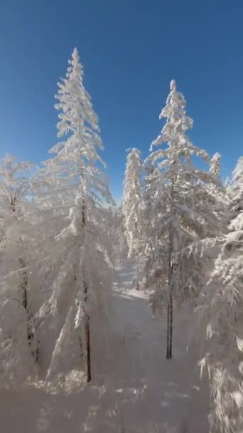 雪に覆われた松林の中を山の中で冬のおとぎ話の風景で飛ぶ — ストック動画