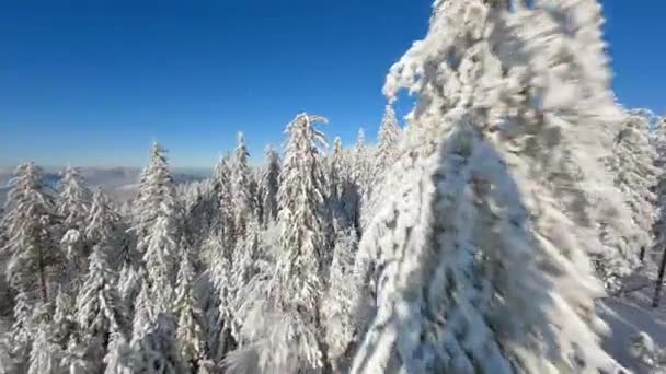 雪に覆われた松林の木々の近くを飛ぶ冬のおとぎ話のような山の風景 — ストック動画
