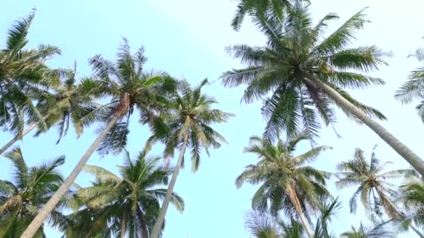Вид Снизу Высокие Зеленые Кокосовые Пальмы Фоне Голубого Неба — стоковое видео