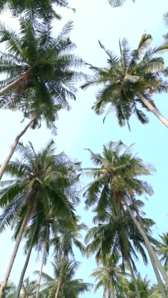 Вид Знизу Високі Зелені Кокосові Пальми Тлі Блакитного Неба — стокове відео