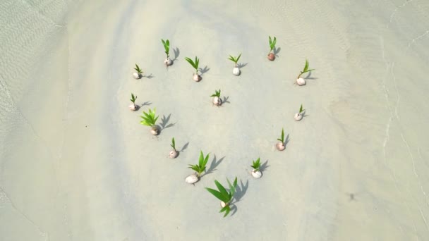 Вид Сверху Форму Сердца Молодых Кокосовых Пальм Белоснежном Песчаном Пляже — стоковое видео