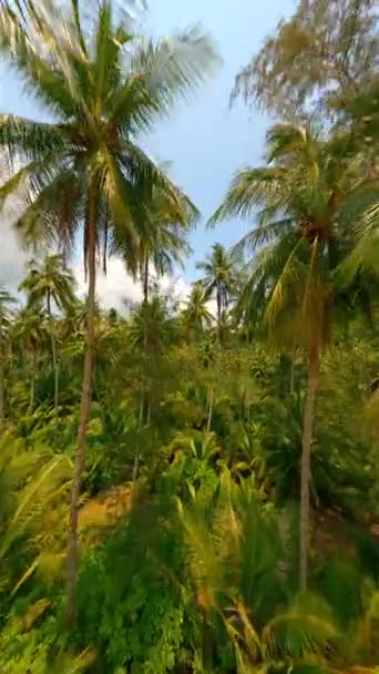 Vliegen Tussen Torenhoge Kokospalmen Een Tropisch Paradijselijk Eiland Een Prachtige — Stockvideo