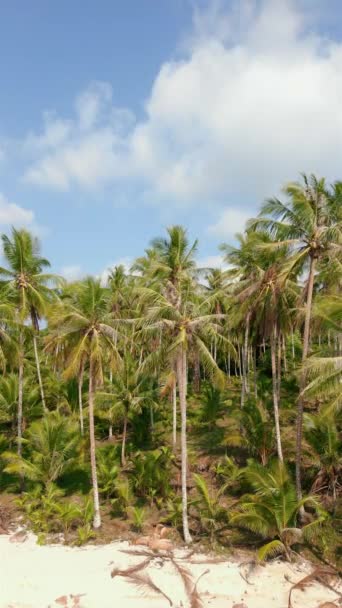 Воздушный Вид Пляж Кокосовыми Пальмами Красивым Голубым Небом Облаками Солнечный — стоковое видео