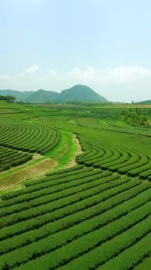 Tayland 'ın Chiang Rai tepelerindeki bir çay çiftliğinin inanılmaz hava manzarası..