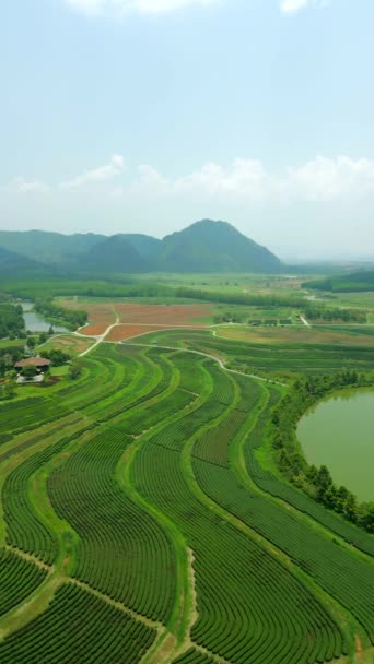 Дивовижний Вигляд Чайної Плантації Пагорбах Чан Рай Північний Таїланд — стокове відео