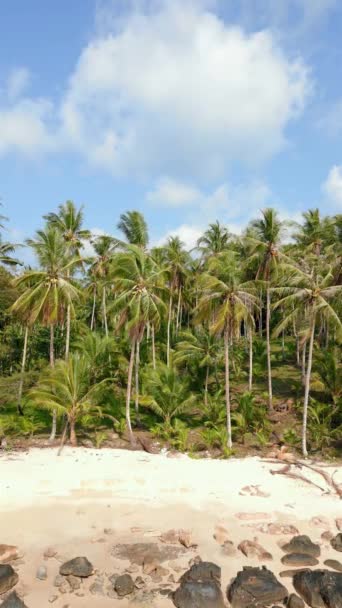 Hindistan Cevizi Palmiyeleri Güzel Mavi Gökyüzü Güneşli Bir Günde Tayland — Stok video