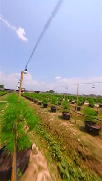 Красивая 100 Органическая Открытая Плантация Марихуаны Таиланде Снятая Беспилотником Fpv — стоковое видео