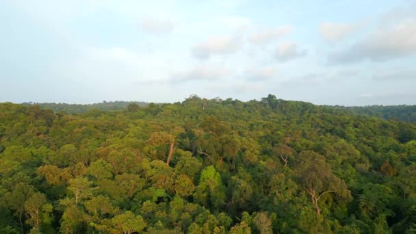 从空中俯瞰茂密的热带雨林 日落前茂密的丛林里长满了大树 — 图库视频影像