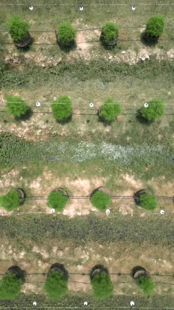 Вид Сверху Красивой 100 Процентной Органической Плантации Марихуаны Открытом Воздухе — стоковое видео