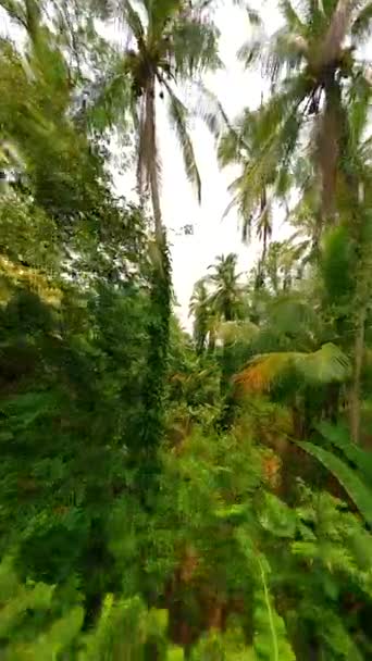 Беспилотник Fpv Пролетает Через Пышные Тропические Леса Рядом Возвышающимися Деревьями — стоковое видео