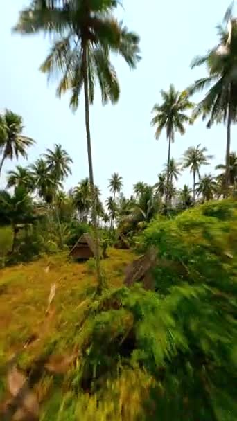 Incroyable Vol Drone Fpv Parmi Les Palmiers Tropicaux Terminant Sur — Video