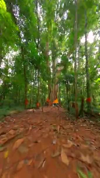 Dron Fpv Przelatujący Przez Głęboką Dżunglę Prezentujący Wielkie Święte Drzewo — Wideo stockowe