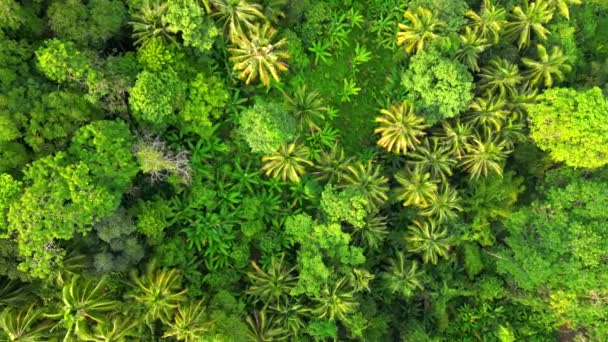 Vista Superior Densa Selva Tropical Con Imponentes Palmeras Árboles Grandes — Vídeos de Stock
