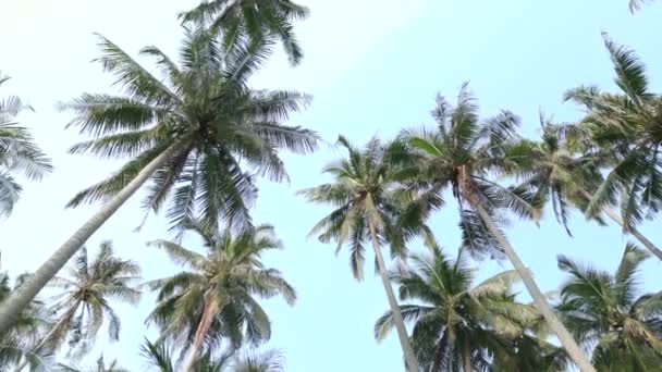 蓝天背景下的高大的绿色椰子树的底景 — 图库视频影像
