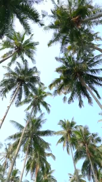 Een Lager Uitzicht Van Hoge Groene Kokosnoot Palmbomen Tegen Achtergrond — Stockvideo