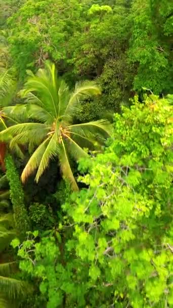 Вид Воздуха Густые Тропические Леса Высокими Пальмами Большими Деревьями Пышной — стоковое видео