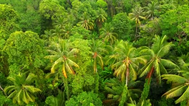 Vista Aérea Densa Selva Tropical Con Imponentes Palmeras Árboles Grandes — Vídeos de Stock