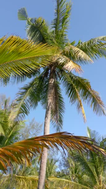 青空を背景に美しいヤシの木の下からの眺め 視覚化 自由のライフスタイルの概念 — ストック動画