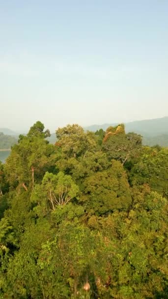 Luchtfoto Van Een Regenwoud Weelderige Jungle Cheow Lan Lake Zonsopgang — Stockvideo