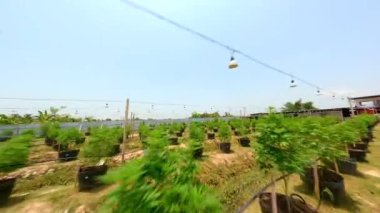 FPV insansız hava aracı Tayland 'da% 100 organik marihuana tarlası.