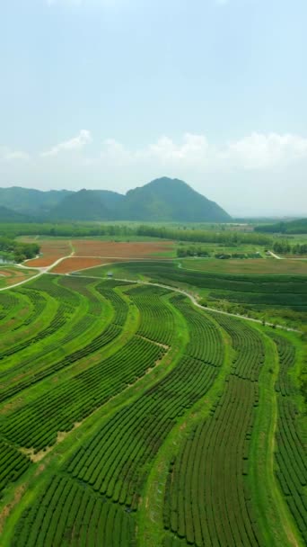 Fantastisk Antenn Utsikt Över Teplantage Kullarna Chiang Rai Norra Thailand — Stockvideo