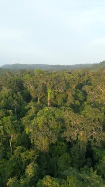 Vista Aérea Una Las Selvas Tropicales Más Antiguas Del Mundo — Vídeos de Stock
