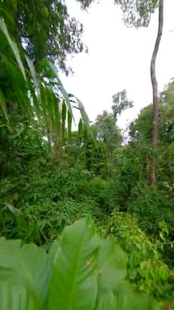 Vuelo Suave Través Exuberante Selva Tropical — Vídeos de Stock