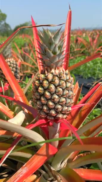 Närbild Ananas Tropisk Frukt Plantage Fält Ekologisk Gård Norra Thailand — Stockvideo