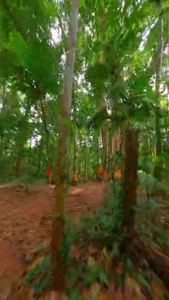 Vuelo Drones Fpv Través Selva Profunda Mostrando Gran Árbol Sagrado — Vídeos de Stock
