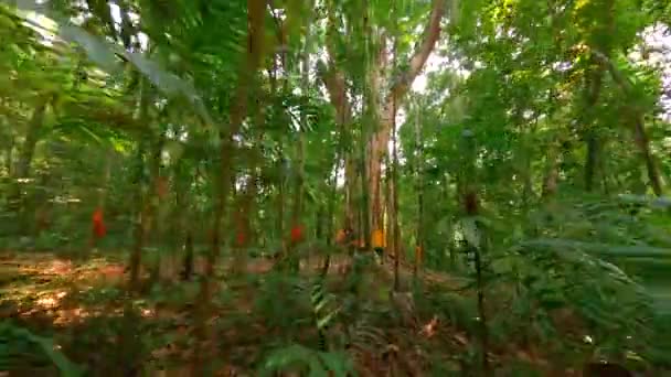 Vuelo Drones Fpv Través Selva Profunda Mostrando Gran Árbol Sagrado — Vídeos de Stock