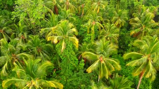 Letecký Pohled Zelený Tropický Deštný Prales Thajsku — Stock video