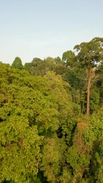 在日落时分飞越世界上最古老的热带雨林之一 霍索克 — 图库视频影像