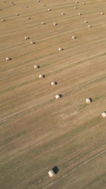 Aerial View Field Hay Bales — Stock Video