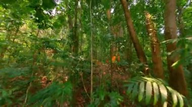 FPV insansız hava aracı derin ormanlarda uçuyor, Tayland 'da geleneksel eşarplarla süslenmiş büyük, kutsal bir ağaç sergiliyor..