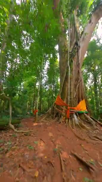 Árbol Sagrado Grande Viejo Adornado Con Bufandas Tradicionales Selva Profunda — Vídeos de Stock