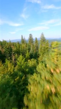 FPV insansız hava aracı yaz ormanlarında yüksek çam ağaçlarına yakın uçuyor..