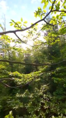 FPV insansız hava aracı yazın ağaçların arasında sabah güneşinde genç bir ormanda uçuyor..