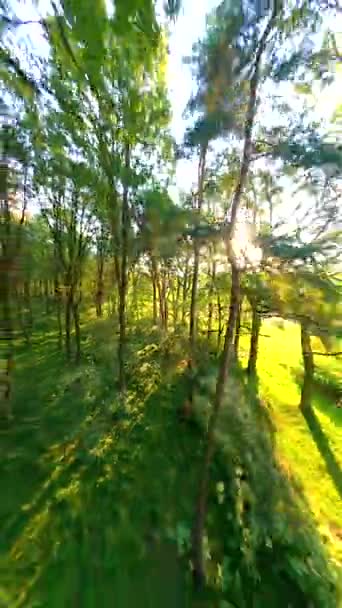 Fpv Drone Vliegen Tussen Bomen Zomer Jong Bos Ochtend Zonlicht — Stockvideo