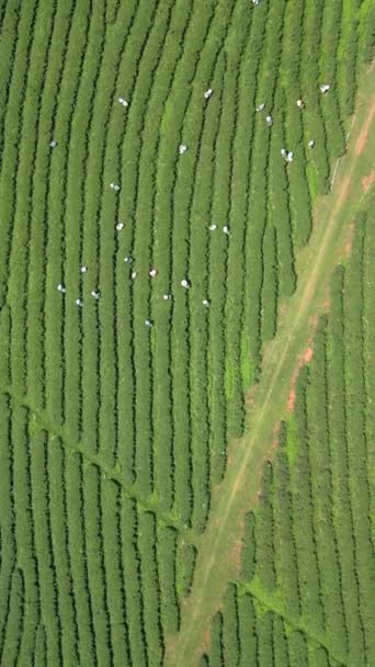 Vista Aérea Gente Recogiendo Hojas Una Terraza Plantación Chiang Rai — Vídeos de Stock