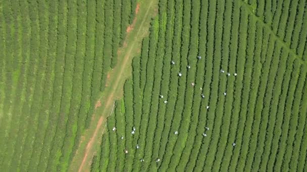 Flygfoto Människor Plocka Teblad Teplantage Terrass Chiang Rai Thailand — Stockvideo
