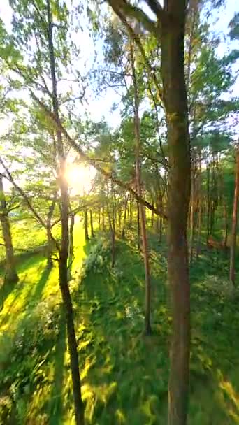 Fpv无人驾驶飞机在夏日的森林里在晨曦中穿梭于树木之间 — 图库视频影像