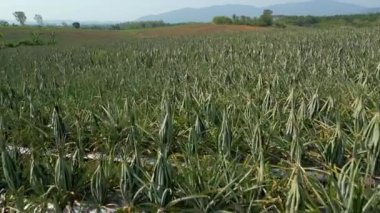 Tayland 'ın kuzeyindeki organik ananas tarlası, Chiang Mai eyaleti..