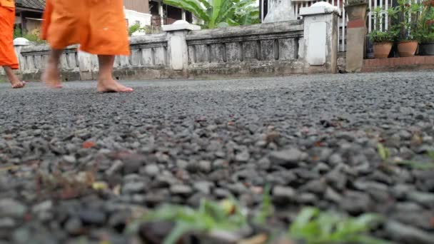 Монахи Закрывают Ноги Монахи Прогуливаются Улицам Луангпхабанга Время Утреннего Сбора — стоковое видео