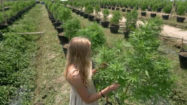 Frau Überprüft Qualität Und Gesundheit Von Marihuanapflanzen Auf Einer Vollständig — Stockvideo