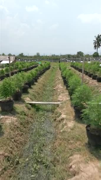 Luchtfoto Van 100 Procent Biologische Marihuana Plantage Thailand — Stockvideo