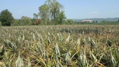 Tayland 'ın kuzeyindeki organik ananas tarlası, Chiang Mai eyaleti..