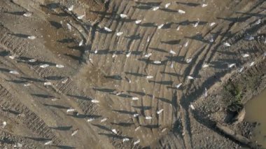 Kuru karadaki martı sürüsünün en üst görüntüsü.